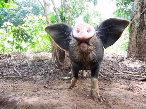 Close up of a pigs face as it looks into the camera.