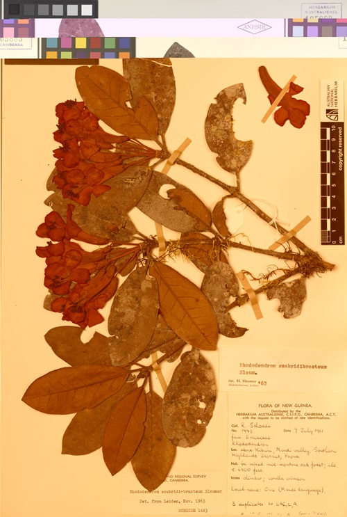 Scientific sample of Flora of New Guinea