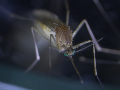 Close up photo of a mosquito.