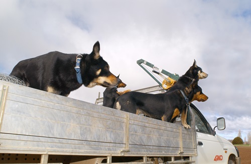 Farm dogs in ute at Ginninderra Experiment Station