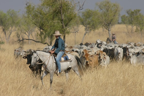 Man on horseback leading mob of cattle through the bush. 