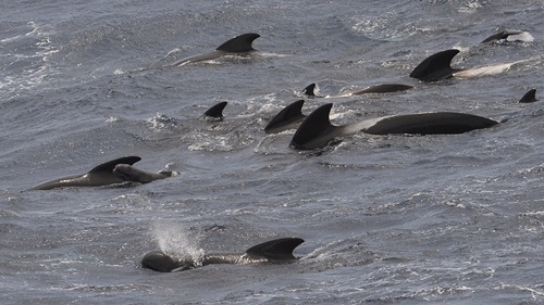 Long finned pilot whales swimming in the ocean next to RV Investigator. 