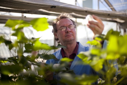 Scientist holding a cotton boll among plants in a glasshouse. 