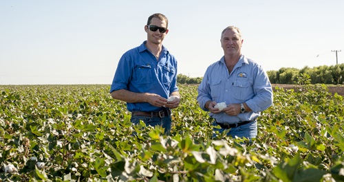 Two people standing in a cotton field holding a cotton boll. 