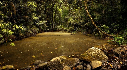 Mobo Creek surrounded by lush vegetation, Northern Queensland.