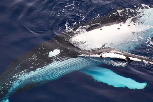 A Humpback whale.
