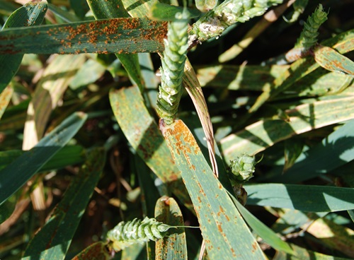 Wheat stems with rust