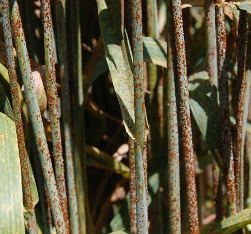 Wheat stems with rust