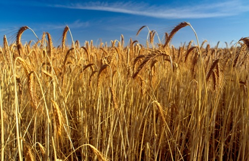 Wheat field
