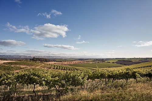 Grape vines surrounded by farmland and rolling hills.