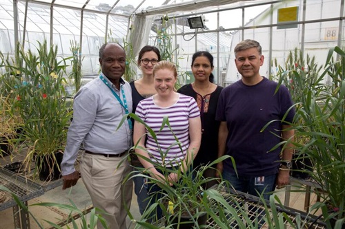 Five memebers of the cereal rust disease prevention team standing among potted plants in a glasshouse.