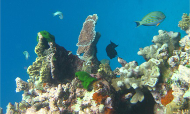 coral reef