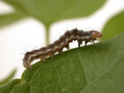 Helicoverpa larvae.