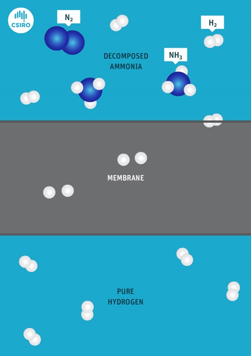 Graphic showing decomposed ammonia passing through CSIRO’s metal membrane to produce pure hydrogen.