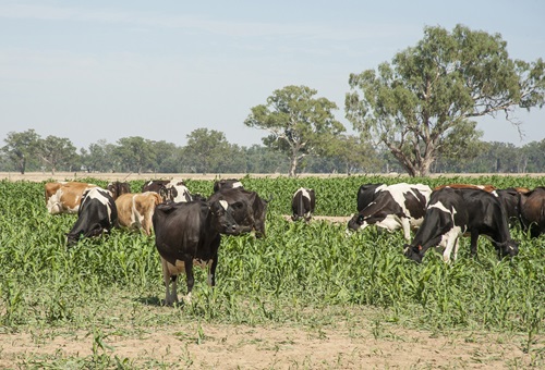 Dairy cattle feeding on sorghum.