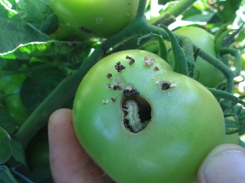 Cotton bollworm inside an apple