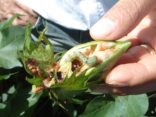 Cotton bollworm in the field