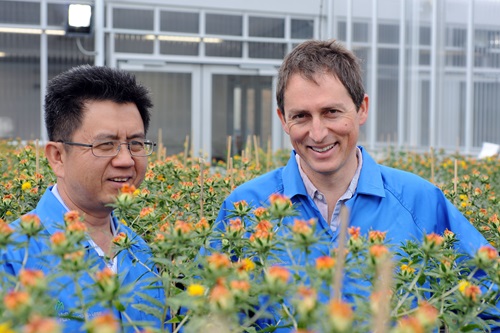 Two scientists standing amongst safflower plants. 