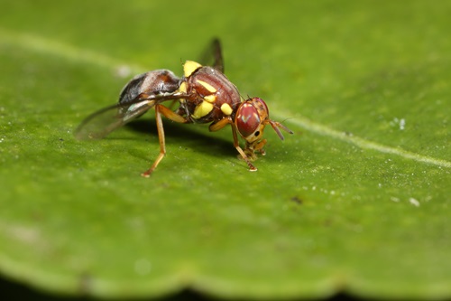Close up of a fruit fly on a green leaf.