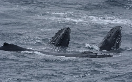 Humback whales poking their mouths out of the water