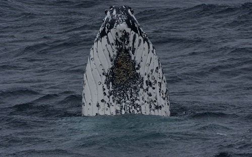 Humback whale breaching