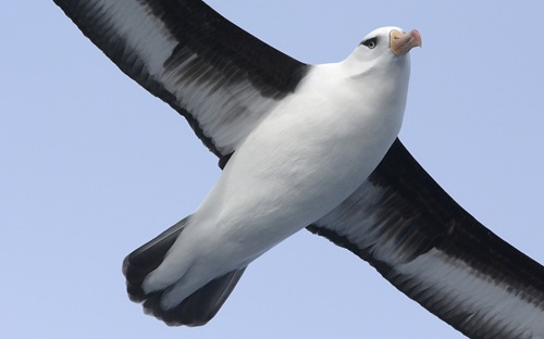 Black-browed albatross