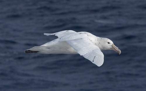 Southern Giant Petrel