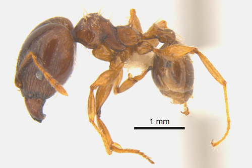 Pinned specimen of an African bigheaded ant.