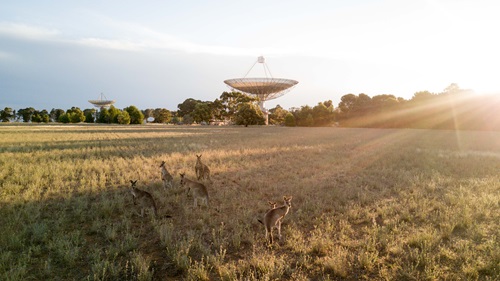 Kangaroos standing near the Parkes radio telescope at dawn.