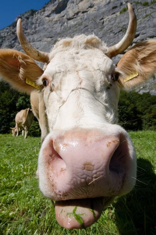 Close up of a cows face with the tongue sticking out. 
