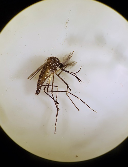 Male Aedes aegypti mosquito in a petri dish. 