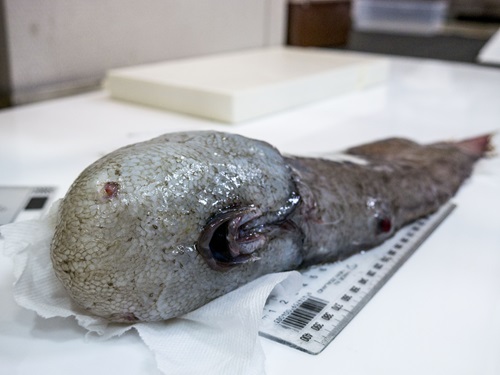 Specimen of a faceless fish.