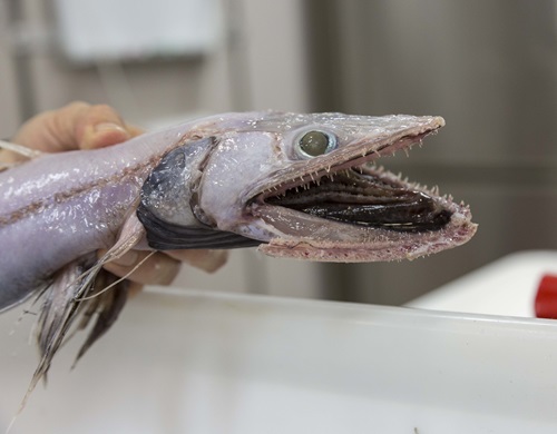 Person holding a lizard fish specimen.