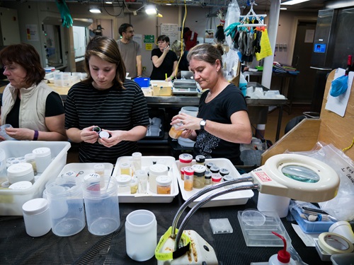 Scientists packing samples into containers on board RV Investigator.