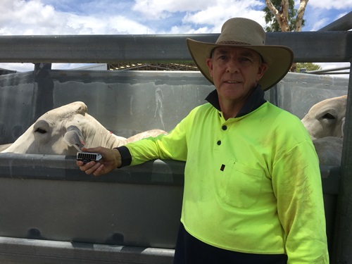 Person holding Cere tag next to cattle in a pen. 