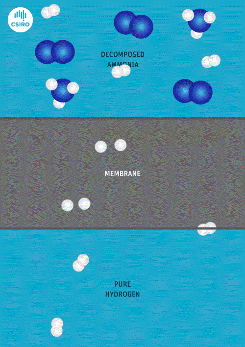 Graphic showing ammonia molecules passing through a membrane to become hydrogen molecules. 