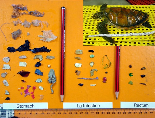 40 difference pieces of plastic, including plastic bags, bits of hard plastic, duct tape and balloons, laid out on a table next to a small dead green sea turtle.