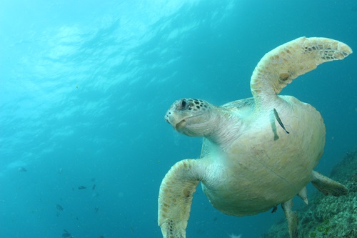 Green sea turtle swimming underwater being cleaned by a cleaner wrasse.