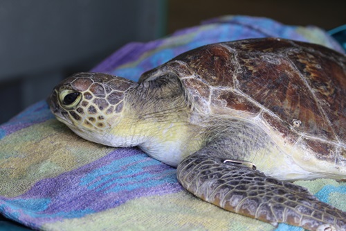  Emaciated juvenile green sea turtle lying on a mat for treatment. 
