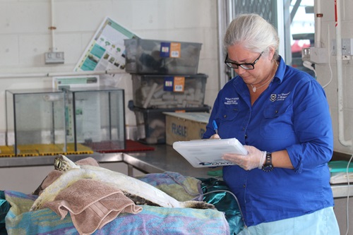 Dr Kathy Townsend attending to a sea turtle that was brought into care for having ingested marine debris.