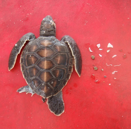 20 tiny pieces of plastic, many of which were about the same size as a grain of rice laid out next to a dead turtle hatchling. 