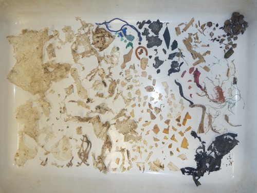 100 plastic removed from large intestine of Green sea tutrle and spread out over a bench top.