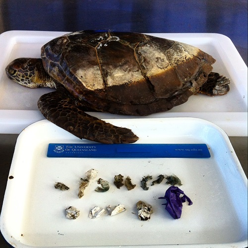 Balloons, shopping bags and lolly wrappers placed in a tray next to a dead juvenile green sea after they were removed from the gut.