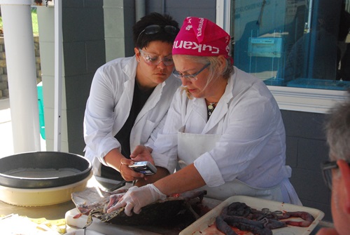 Turtle necropsy internal examination being performed. 