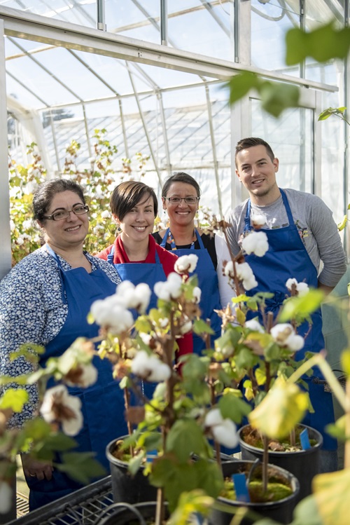 Four members of the cotton research team standing in a glasshouse with plants.