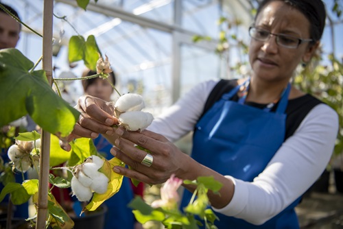 Cotton researcher tending plants in a glasshouse.