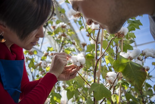 Cotton researchers tending plants in a glasshouse.