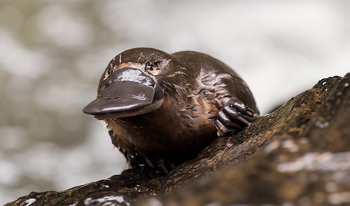 Platypus sitting on a rock.