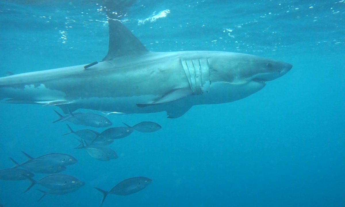 Do shark deterrent devices work? CSIRO