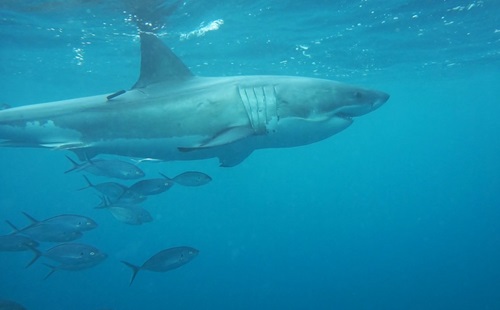 Shark swimming with a school of fish underneath. 